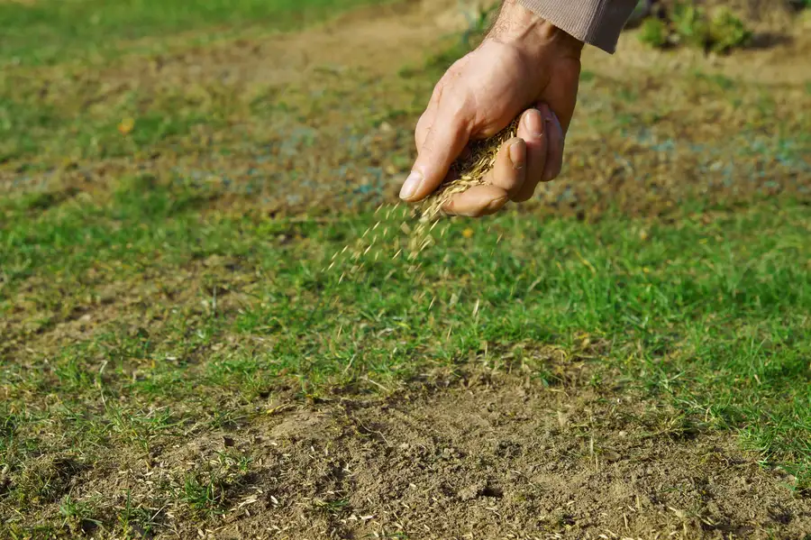 Common Mistakes To Avoid With Overseeding Phoenix, AZ Common Mistakes To Avoid With Overseeding Phoenix, AZ