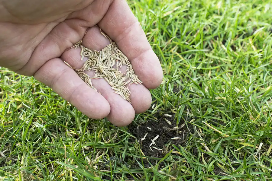 Overseeding For Stronger Weed Resistance Phoenix, AZ