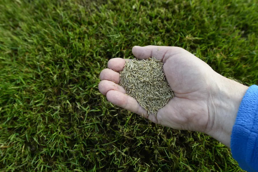 Overseeding For Stronger Weed Resistance in Phoenix, AZ