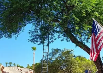 Professional Landscaping Contractor