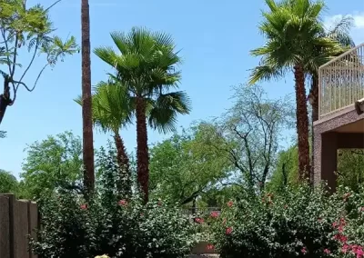 Professional Landscaping Services