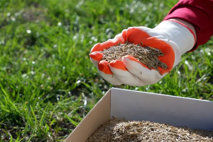 Reliable Overseeding Phoenix, AZ Reliable Overseeding Phoenix, AZ