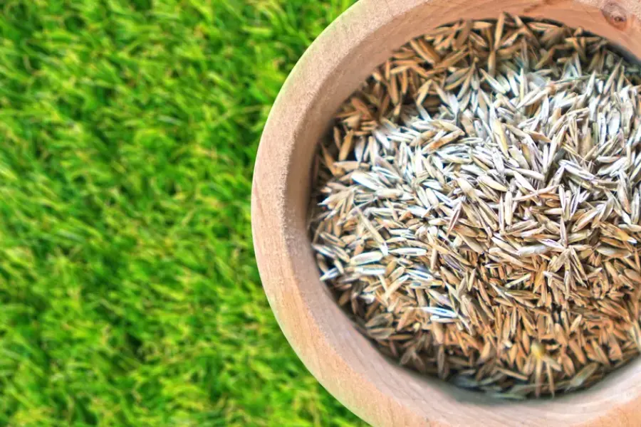 Reputable Overseeding Phoenix, AZ Reputable Overseeding Phoenix, AZ