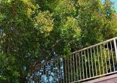 Skilled Landscape Designer