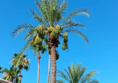 Skilled Landscape Designer