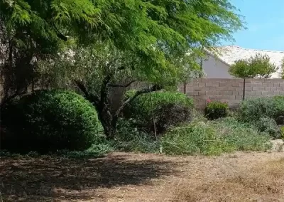 Skilled Landscape Designer