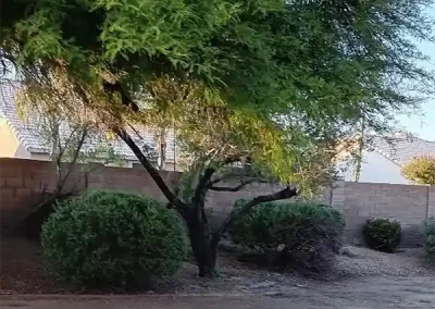 Skilled Landscape Designer